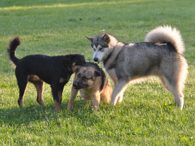 Обои картинки фото животные, собаки