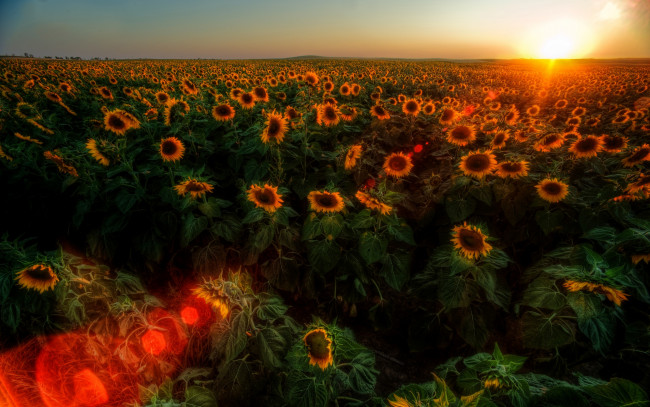 Обои картинки фото цветы, подсолнухи