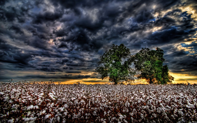 Обои картинки фото природа, поля