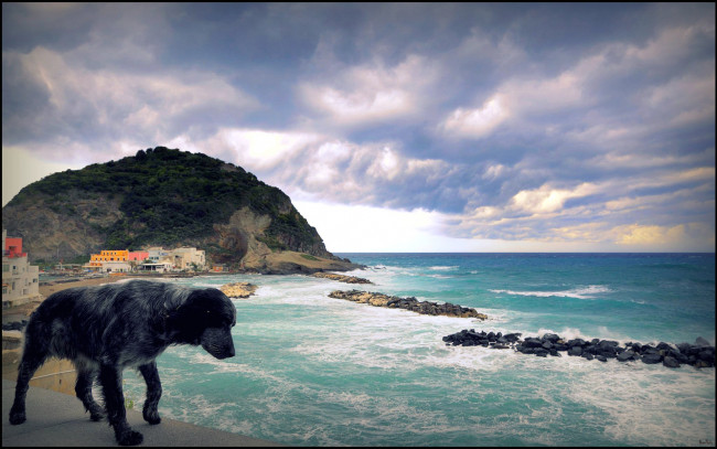 Обои картинки фото животные, собаки