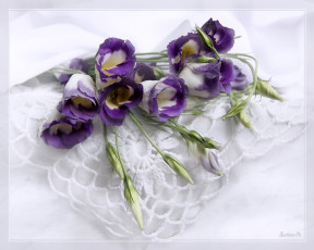 Картинка цветы эустома