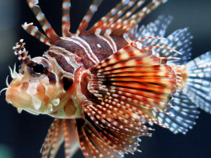 Картинка антенновая крылатка животные рыбы