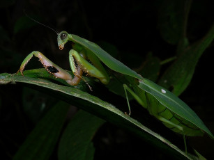Картинка животные богомолы