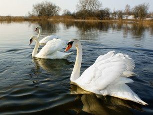 Картинка животные лебеди озеро природа