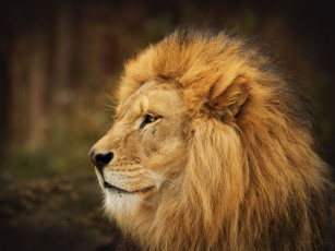 Картинка животные львы