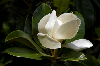 Картинка цветы магнолии
