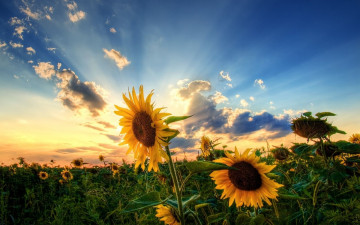 Картинка цветы подсолнухи