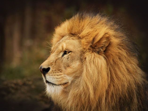 Обои картинки фото животные, львы