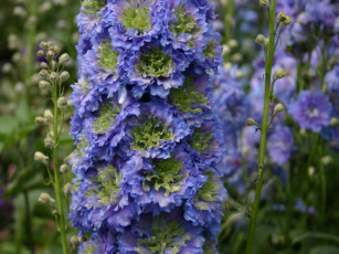 Картинка цветы дельфиниум синий