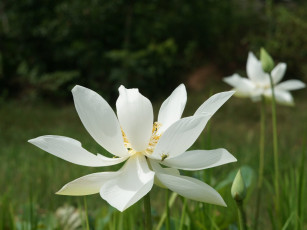 Картинка цветы лотосы кузнечик деревья трава цветок