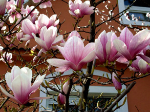 Картинка цветы магнолии лепестки