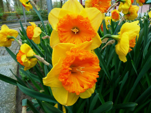 Картинка цветы нарциссы