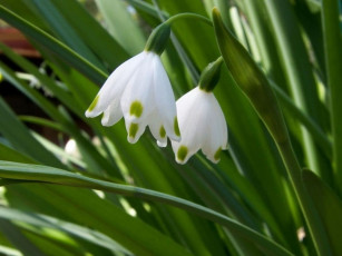 Картинка цветы подснежники белоцветник листья