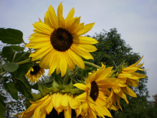 Картинка цветы подсолнухи желтый