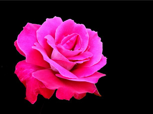 Картинка цветы розы роза