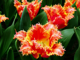 Картинка цветы тюльпаны