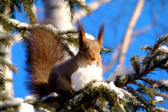 Картинка животные белки грызун снег ель