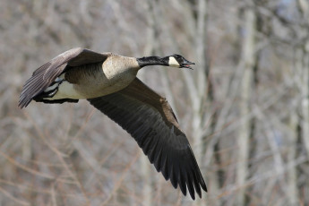 Картинка животные гуси утка