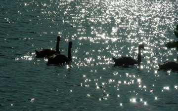 Картинка животные лебеди вода