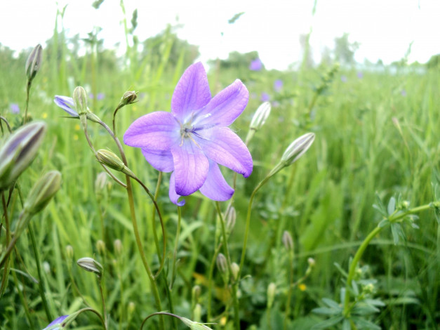 Обои картинки фото цветы, колокольчики, бутоны, цветок, небо, трава