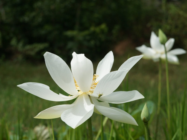 Обои картинки фото цветы, лотосы, кузнечик, деревья, трава, цветок