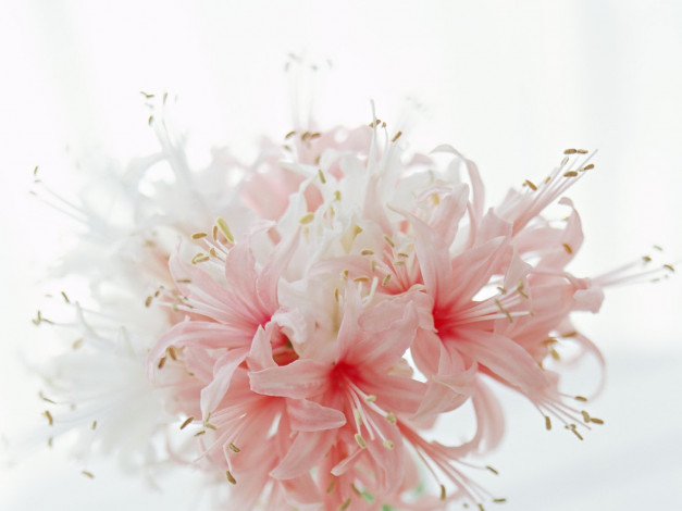 Обои картинки фото цветы, нежность