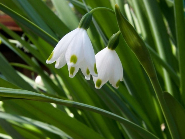 Обои картинки фото цветы, подснежники, белоцветник, листья