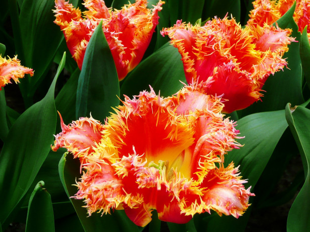 Обои картинки фото цветы, тюльпаны