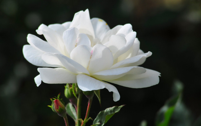 Обои картинки фото цветы, розы, белый