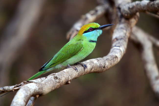 Обои картинки фото животные, щурки, пчелоеды, щурка