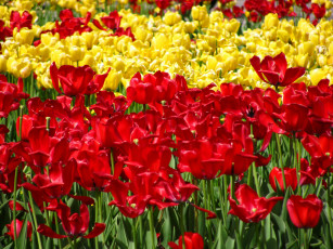Картинка цветы тюльпаны лето король цветов
