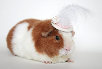 Картинка животные морские свинки хомяки шляпка морская свинка