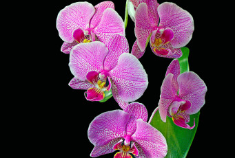 Картинка цветы орхидеи розовый ветка