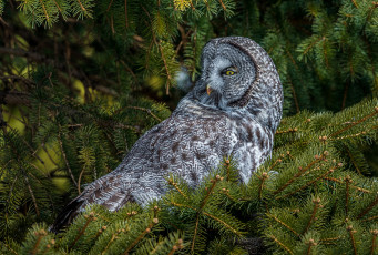 Картинка животные совы бородатая неясыть