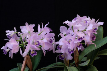 Картинка цветы орхидеи