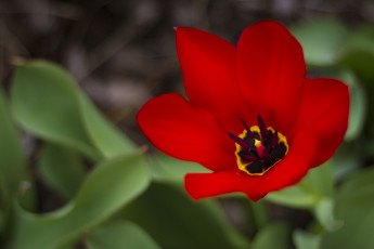 Картинка цветы тюльпаны лепестки макро