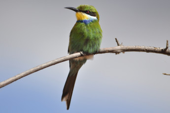 Картинка животные щурки пчелоеды пчелоед