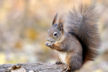 Картинка животные белки хвост зверек