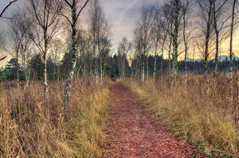 Картинка пейзаж природа дороги дорога лес берёзы деревья сухая трава