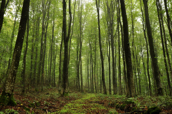 Картинка пейзаж природа лес деревья