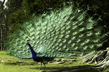 Картинка животные павлины роскошь хвост