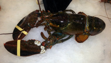 Картинка еда рыба морепродукты суши роллы омар