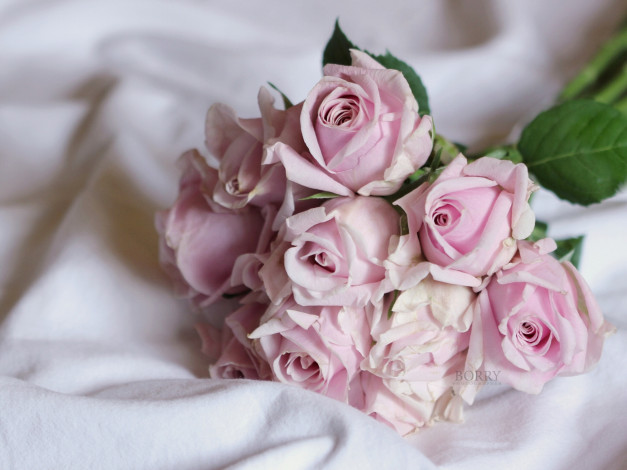 Обои картинки фото цветы, розы, бутоны, нежность, букет