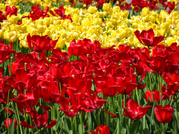 Обои картинки фото цветы, тюльпаны, лето, король, цветов