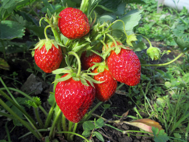 Обои картинки фото природа, Ягоды, садовая, земляника