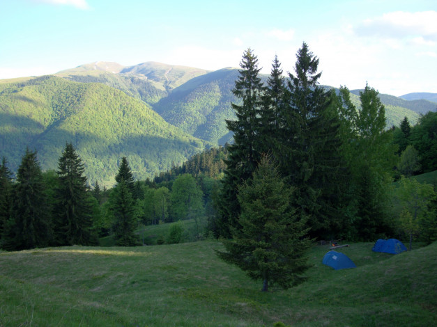 Обои картинки фото украина, закарпатье, природа, горы, лес, ели