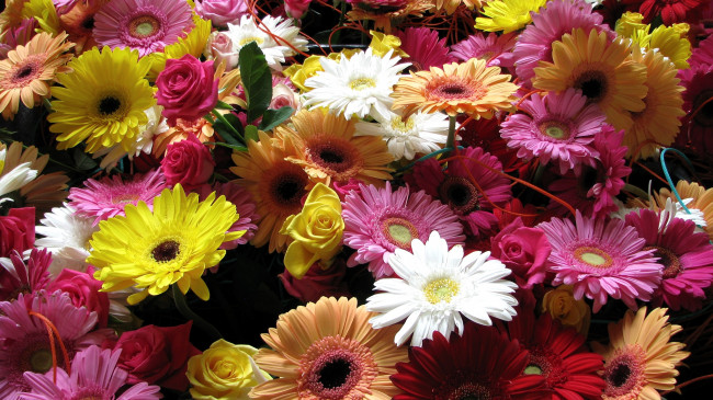 Обои картинки фото цветы, разные, вместе, розы, герберы, разноцветный, много