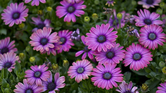 Обои картинки фото цветы, диморфотеки, лиловый