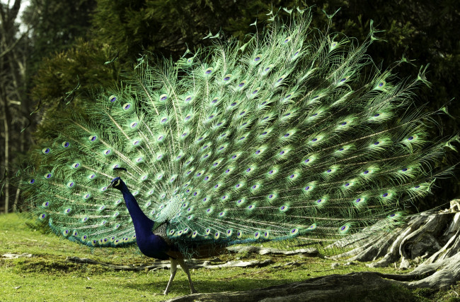 Обои картинки фото животные, павлины, роскошь, хвост