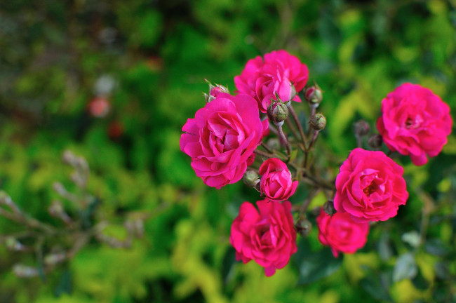 Обои картинки фото цветы, розы, малиновый